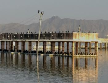 The picture has Cormorants nesting site at Anasagar. The bird poop rich in Phosphorus is called Guano and is used as manure in the fields. But if these sites are not cleaned then the same manure (that could become a rich source of income and be used for organic farming) may become a contributing factor to Eutrophication and destruction of the waterbody. 